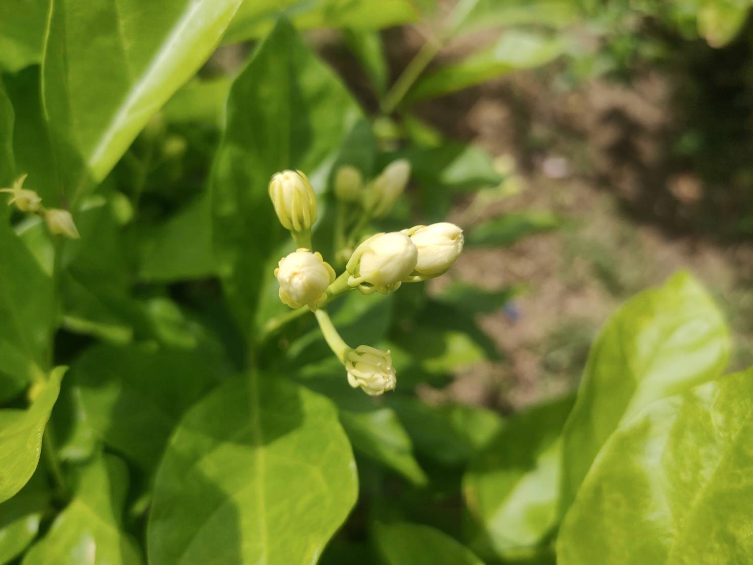 กรมส่งเสริมการเกษตร หนุนเกษตรกรเพิ่มผลผลิตดอกมะลิคุณภาพ เพิ่มช่องทางขายราคาส่งเป็นธรรม หวังปลายทางถึงผู้บริโภคราคาเหมาะสม 3 65147