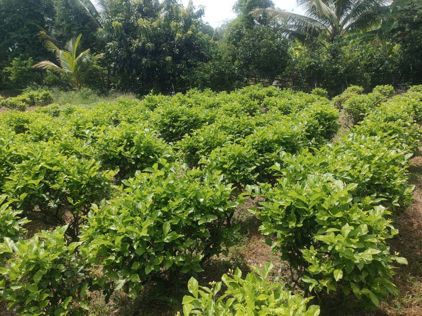 กรมส่งเสริมการเกษตร หนุนเกษตรกรเพิ่มผลผลิตดอกมะลิคุณภาพ เพิ่มช่องทางขายราคาส่งเป็นธรรม หวังปลายทางถึงผู้บริโภคราคาเหมาะสม 4 65148