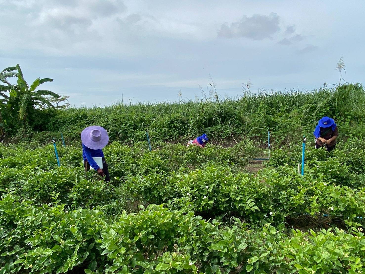 กรมส่งเสริมการเกษตร หนุนเกษตรกรเพิ่มผลผลิตดอกมะลิคุณภาพ เพิ่มช่องทางขายราคาส่งเป็นธรรม หวังปลายทางถึงผู้บริโภคราคาเหมาะสม 5 65149