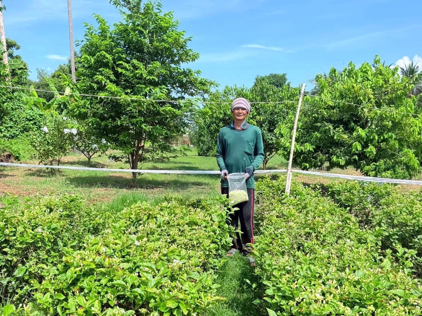 กรมส่งเสริมการเกษตร หนุนเกษตรกรเพิ่มผลผลิตดอกมะลิคุณภาพ เพิ่มช่องทางขายราคาส่งเป็นธรรม หวังปลายทางถึงผู้บริโภคราคาเหมาะสม 6 65398