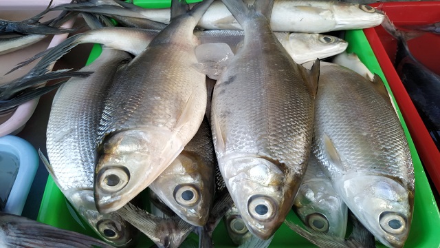 “ปลานวลจันทร์” เลี้ยงง่าย ใช้ต้นทุนต่ำ 3 661595