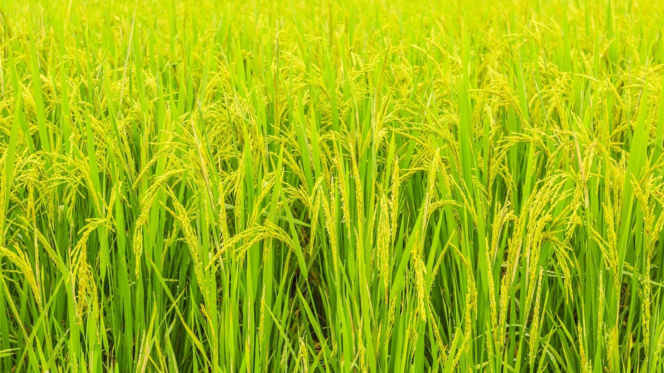 พาณิชย์ เร่งบูรณาการผลักดันส่งออกสินค้าเกษตร โดยเฉพาะข้าว ชี้เหตุผลผลิตโลกล้น รุกเจรจาจีนเร่งส่งมอบข้าว 2.8 ล้านตัน ลุยเปิดตลาดซาอุดีอาระเบีย อิรัก ฟิลิปปินส์ ญี่ปุ่น พร้อมพัฒนาพันธุ์แข่งข้าวเวียดนาม ขณะที่กรมการค้าต่างประเทศยังมั่นใจปีนี้ได้ตามเป้า 7.5 ล้านตัน 2 693b900f2d8083f099f58003f14e21da 1