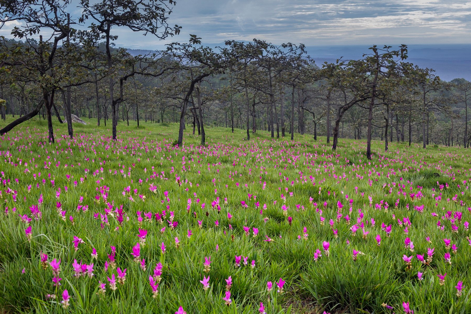 สิงหาพากันเที่ยว เปิดประสบการณ์สูดโอโซน เติมสุขให้เต็มปอด สัมผัสวิถีเกษตรอินทรีย์กลางขุนเขา ที่ อ.เทพสถิต จ.ชัยภูมิ 7 705769
