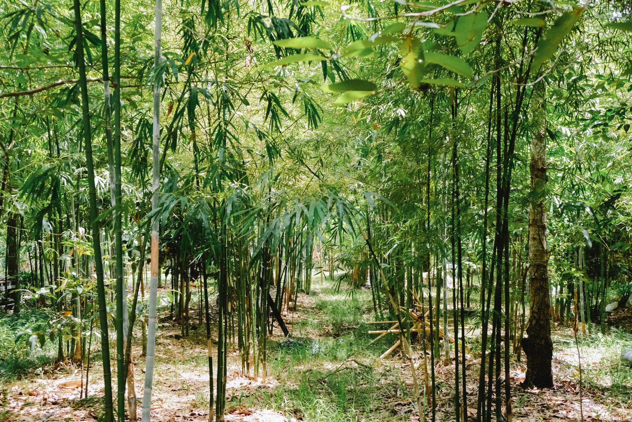 วิสาหกิจชุมชนสวนไผ่มีสุข แหล่งท่องเที่ยวเชิงเกษตรคาร์บอนต่ำ ใช้นวัตกรรมแปรรูปผลิตภัณฑ์ สร้างรายได้ตลอดปี 9 8 4
