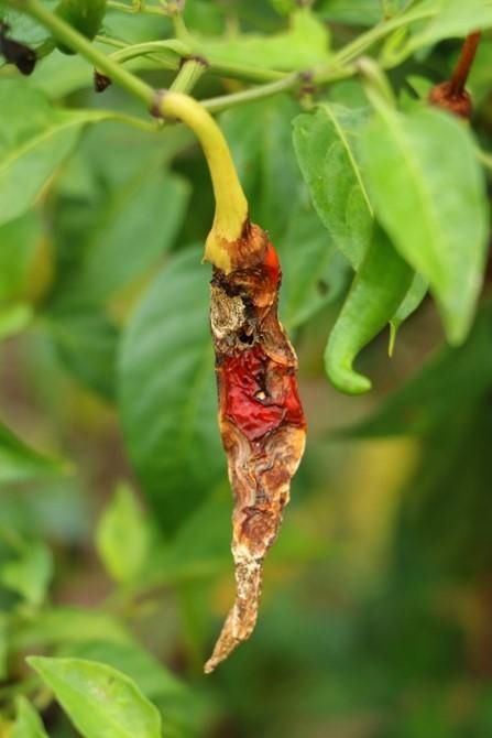 ชีวภัณฑ์ BS-DOA 20W16 ลดสารเคมีในแปลงพริก เสริมความมั่นใจให้เกษตรกรไทย 3 911925