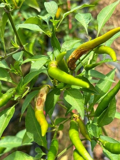 ชีวภัณฑ์ BS-DOA 20W16 ลดสารเคมีในแปลงพริก เสริมความมั่นใจให้เกษตรกรไทย 4 911926