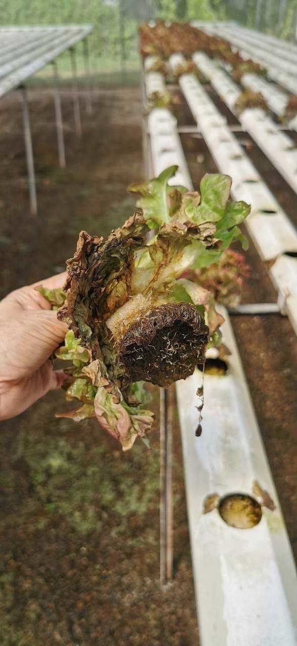 ชีวภัณฑ์ Bacillus subtilis สายพันธุ์ BS-DOA 19W32 ทางเลือกใหม่ควบคุมโรครากเน่าในผักสลัดไฮโดรโปนิกส์ 2 916101