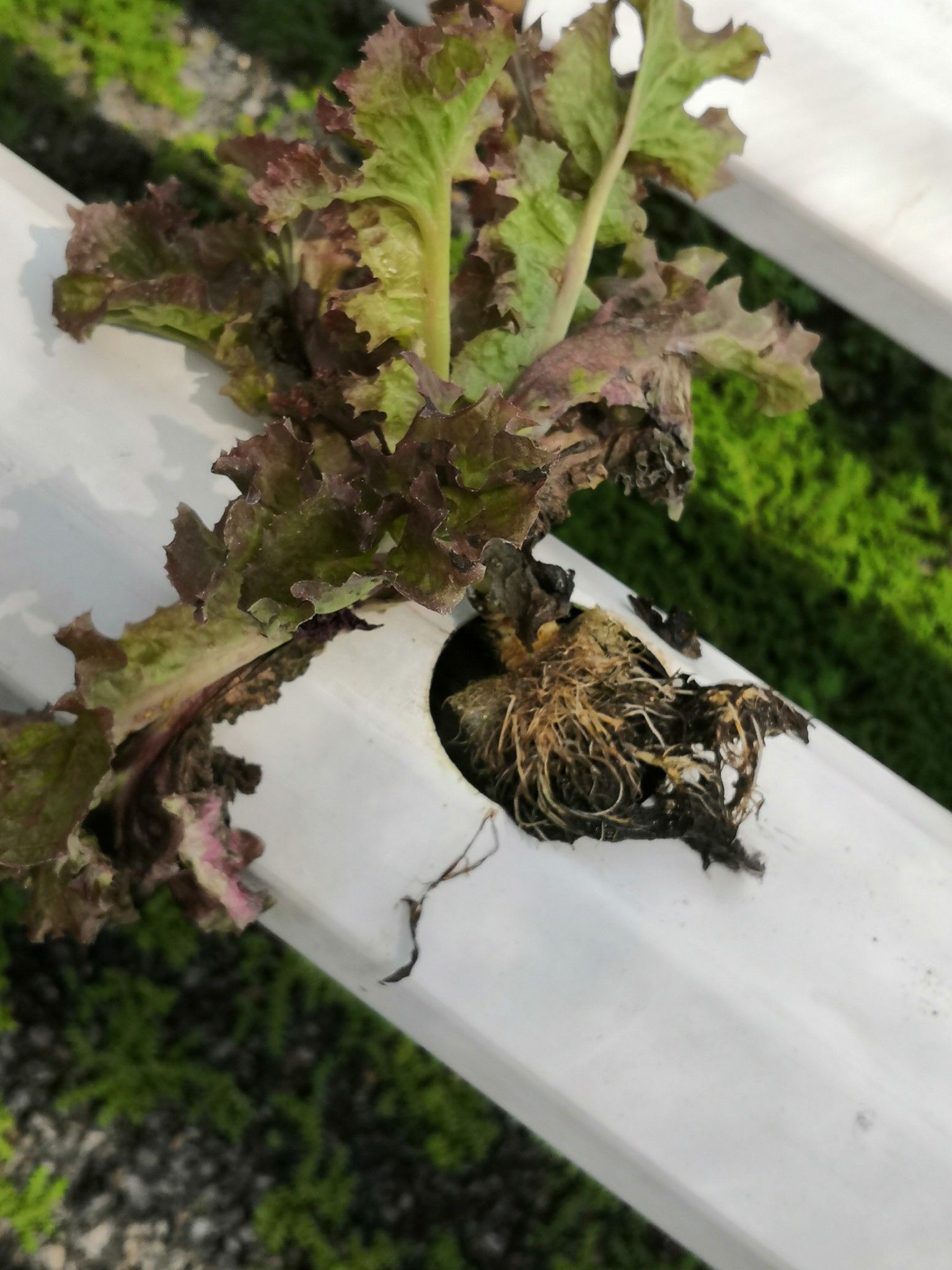 ชีวภัณฑ์ Bacillus subtilis สายพันธุ์ BS-DOA 19W32 ทางเลือกใหม่ควบคุมโรครากเน่าในผักสลัดไฮโดรโปนิกส์ 3 916102