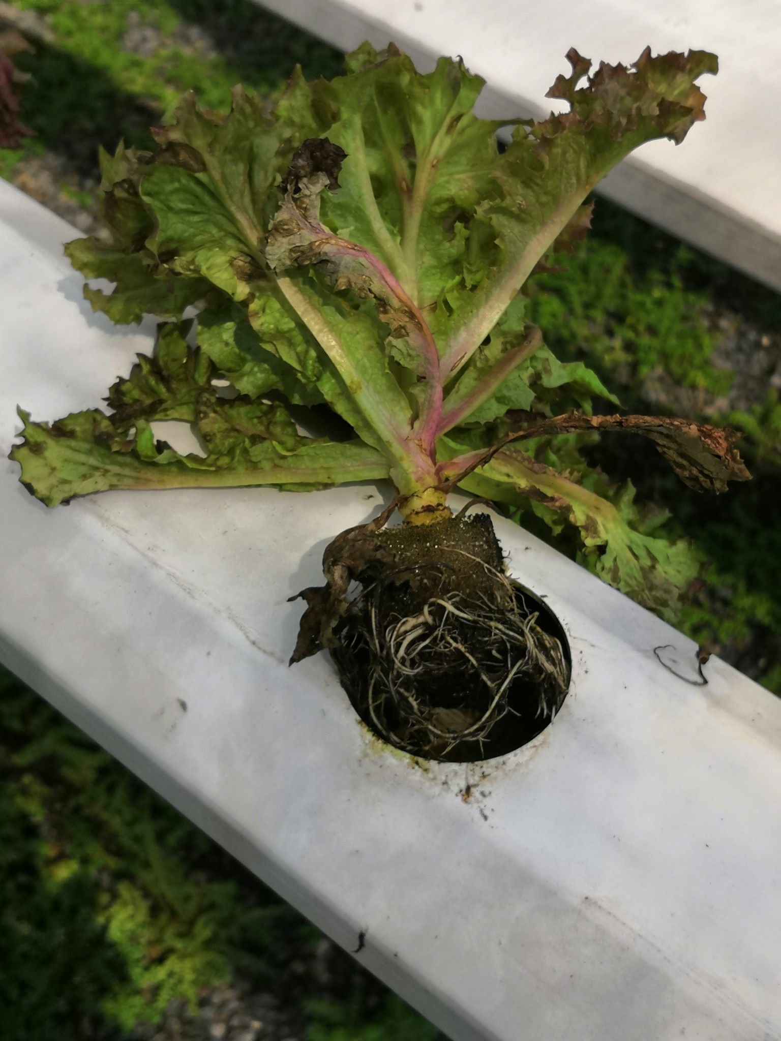 ชีวภัณฑ์ Bacillus subtilis สายพันธุ์ BS-DOA 19W32 ทางเลือกใหม่ควบคุมโรครากเน่าในผักสลัดไฮโดรโปนิกส์ 4 916103