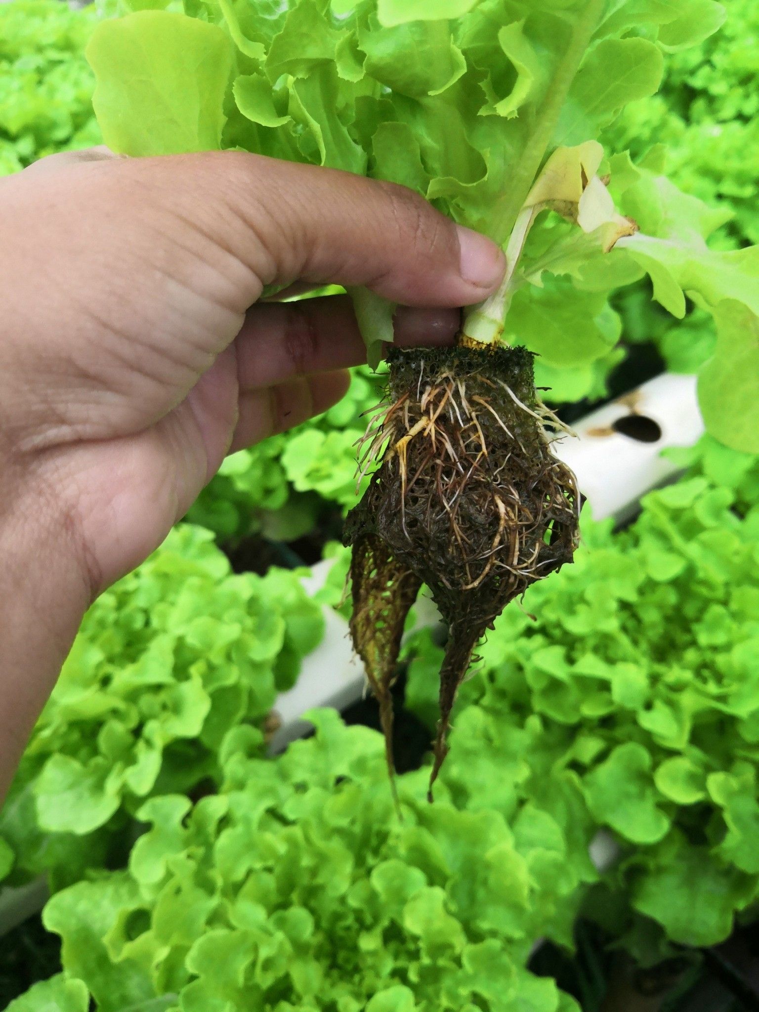 ชีวภัณฑ์ Bacillus subtilis สายพันธุ์ BS-DOA 19W32 ทางเลือกใหม่ควบคุมโรครากเน่าในผักสลัดไฮโดรโปนิกส์ 5 916104