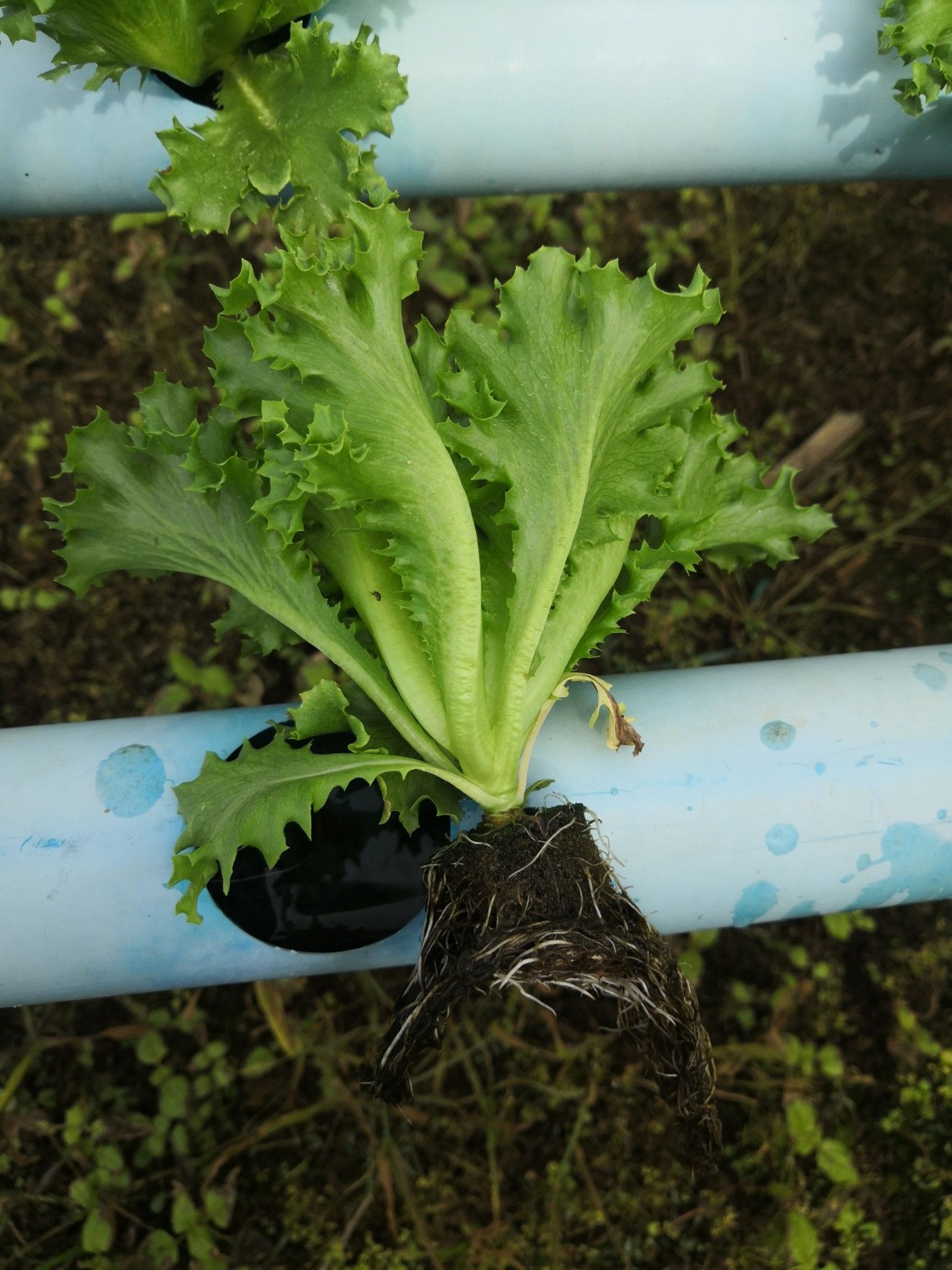 ชีวภัณฑ์ Bacillus subtilis สายพันธุ์ BS-DOA 19W32 ทางเลือกใหม่ควบคุมโรครากเน่าในผักสลัดไฮโดรโปนิกส์ 6 916105