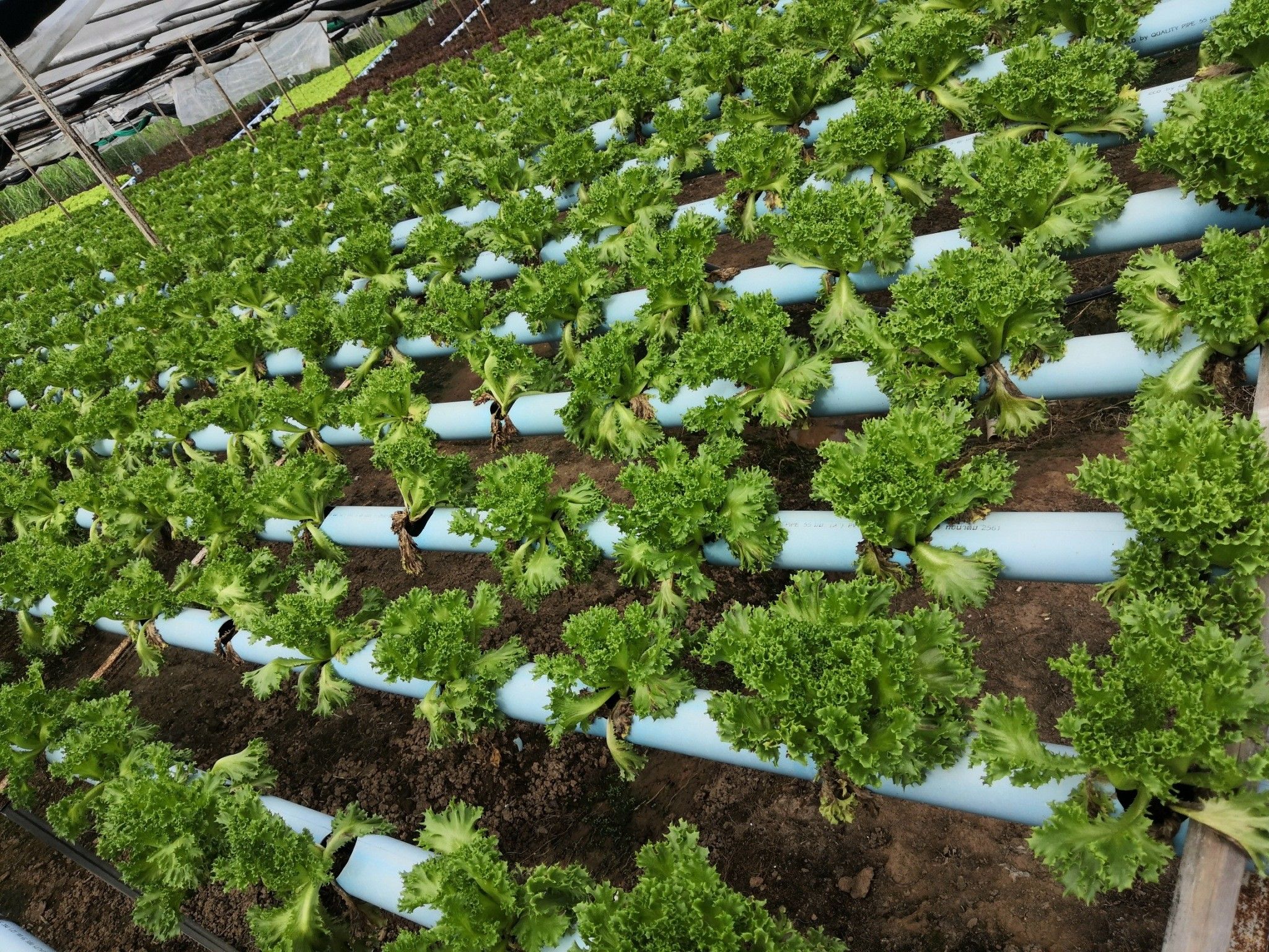 ชีวภัณฑ์ Bacillus subtilis สายพันธุ์ BS-DOA 19W32 ทางเลือกใหม่ควบคุมโรครากเน่าในผักสลัดไฮโดรโปนิกส์ 7 916106