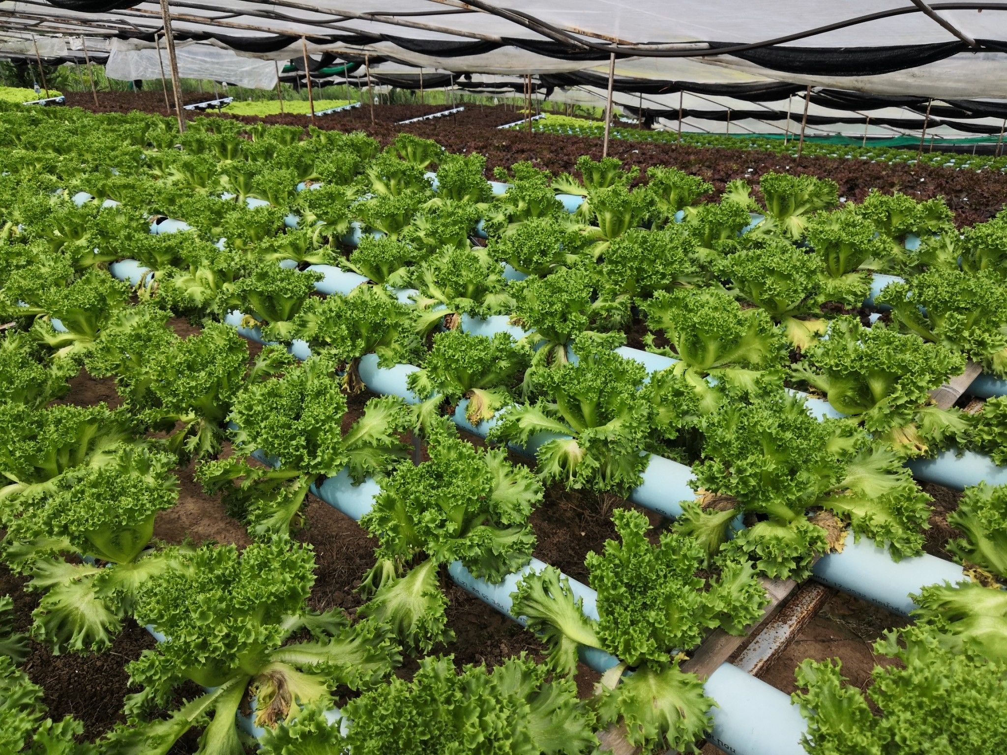 ชีวภัณฑ์ Bacillus subtilis สายพันธุ์ BS-DOA 19W32 ทางเลือกใหม่ควบคุมโรครากเน่าในผักสลัดไฮโดรโปนิกส์ 8 916107