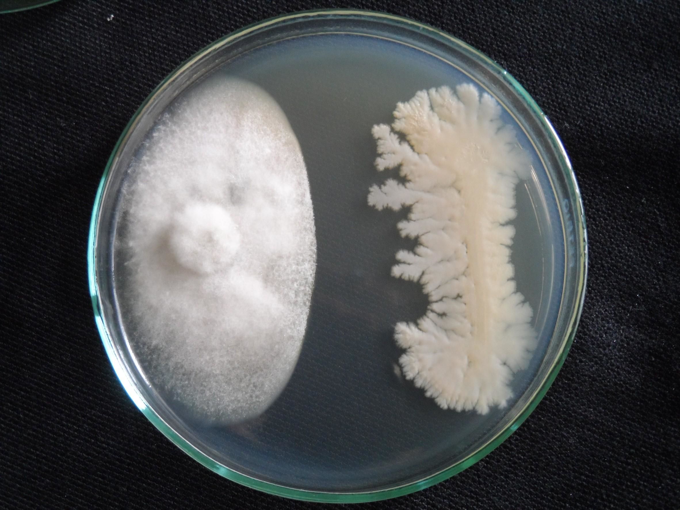 บีเอส-ดีโอเอ19W6 ทางเลือกที่ปลอดภัยในการควบคุมโรคแอนแทรกโนสพริก 2 918740