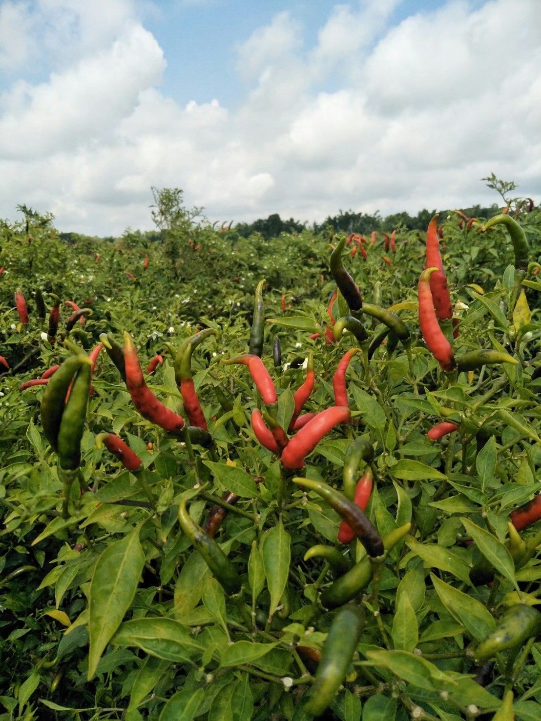 บีเอส-ดีโอเอ19W6 ทางเลือกที่ปลอดภัยในการควบคุมโรคแอนแทรกโนสพริก 3 918741