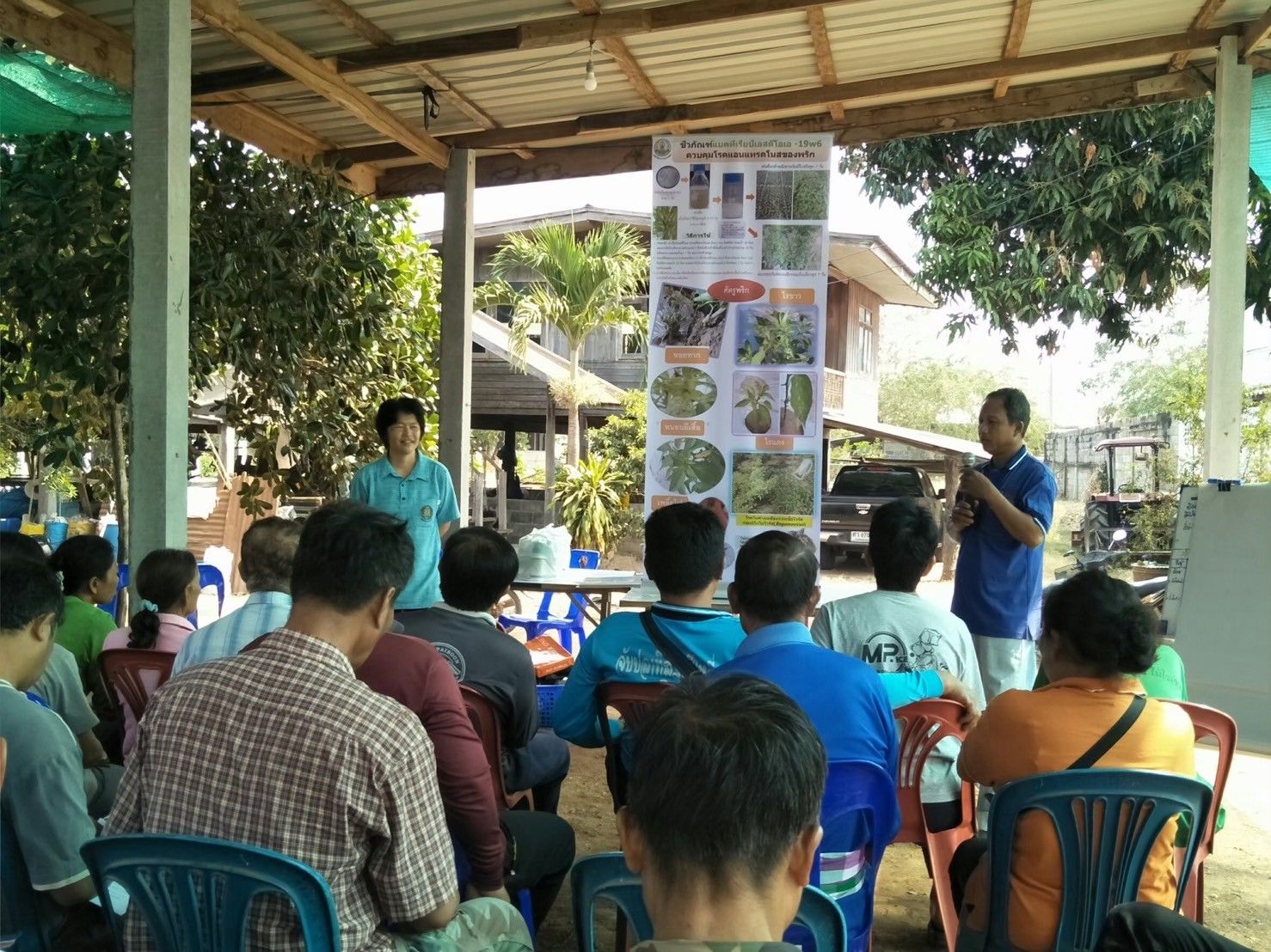 บีเอส-ดีโอเอ19W6 ทางเลือกที่ปลอดภัยในการควบคุมโรคแอนแทรกโนสพริก 6 918744