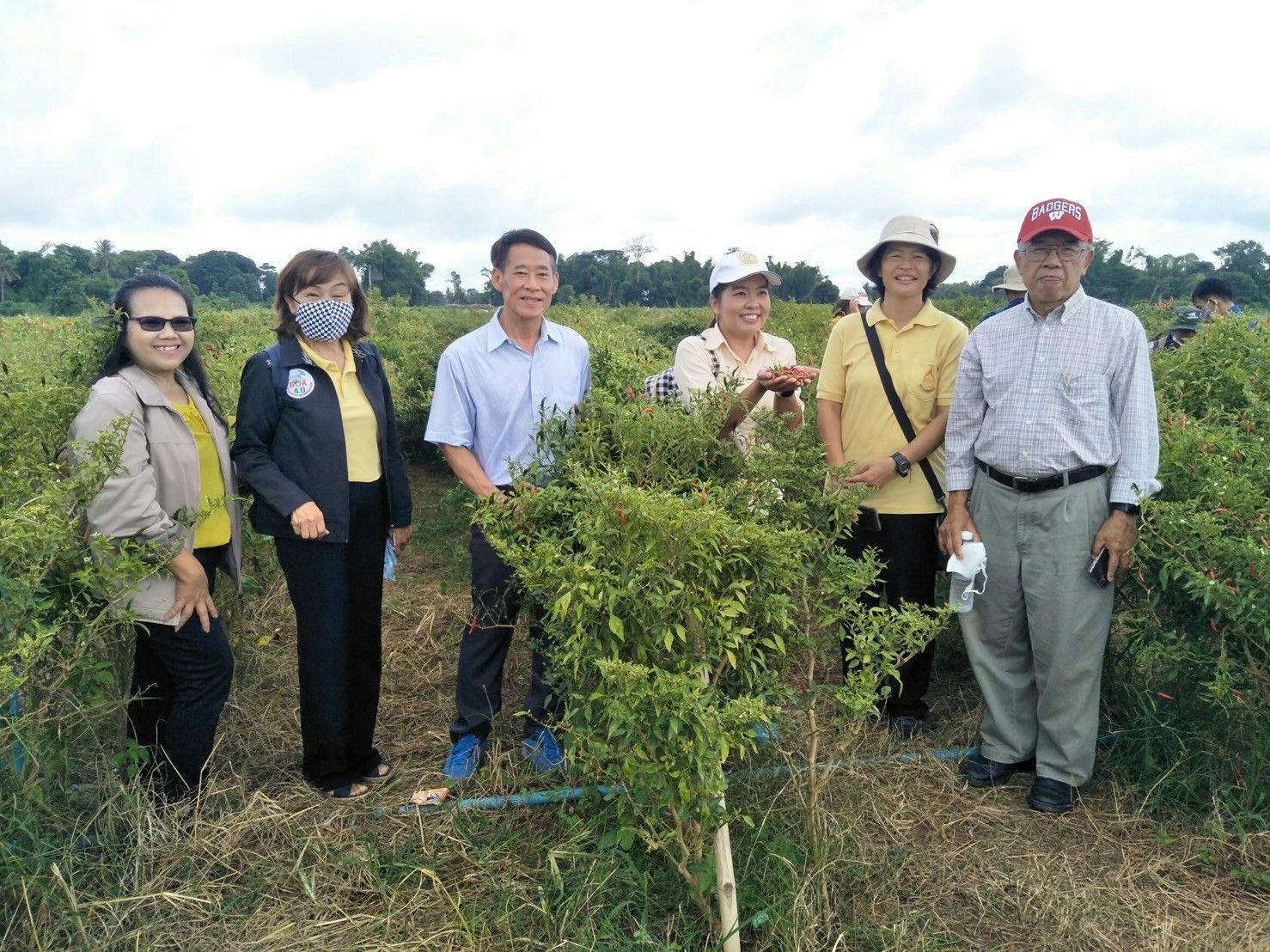 บีเอส-ดีโอเอ19W6 ทางเลือกที่ปลอดภัยในการควบคุมโรคแอนแทรกโนสพริก 7 918745