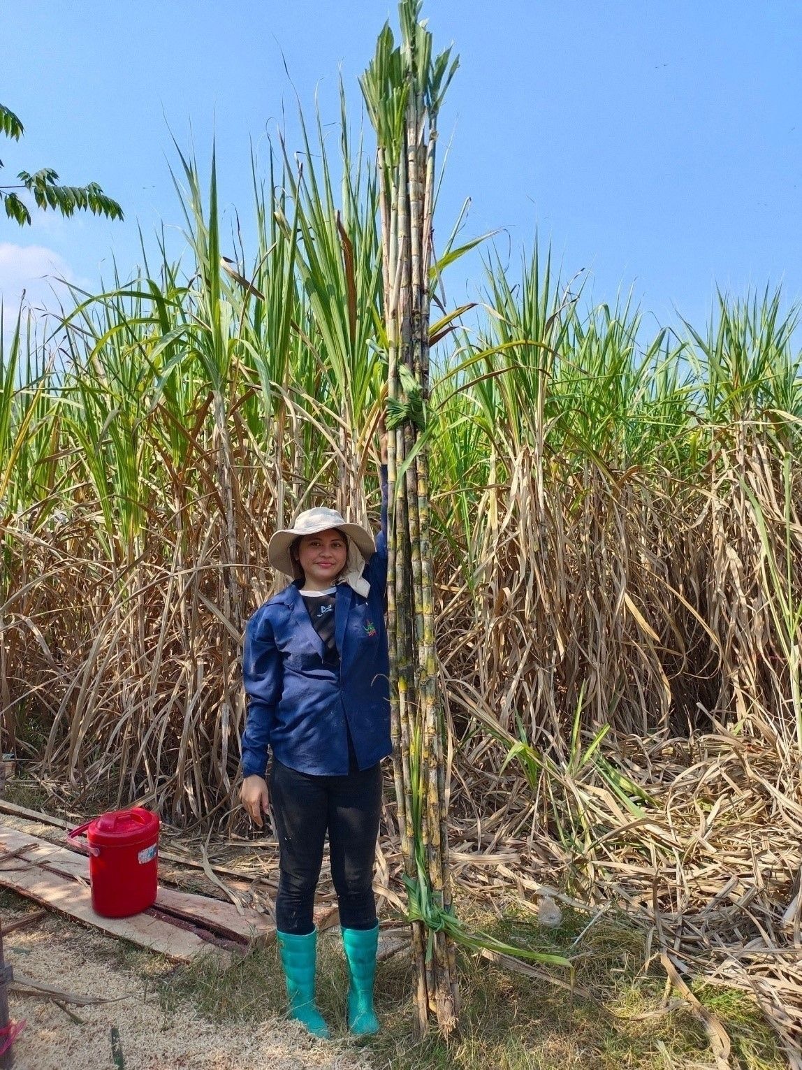 ยกระดับผลผลิตอ้อยในพื้นที่ คทช. ด้วยเทคโนโลยีจากกรมวิชาการเกษตร 2 923052