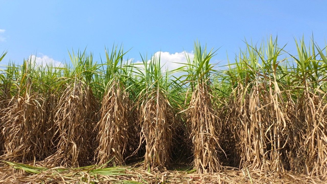 ยกระดับผลผลิตอ้อยในพื้นที่ คทช. ด้วยเทคโนโลยีจากกรมวิชาการเกษตร 3 923053