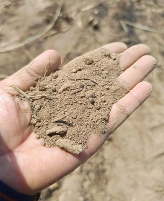 ยกระดับผลผลิตอ้อยในพื้นที่ คทช. ด้วยเทคโนโลยีจากกรมวิชาการเกษตร 5 923056