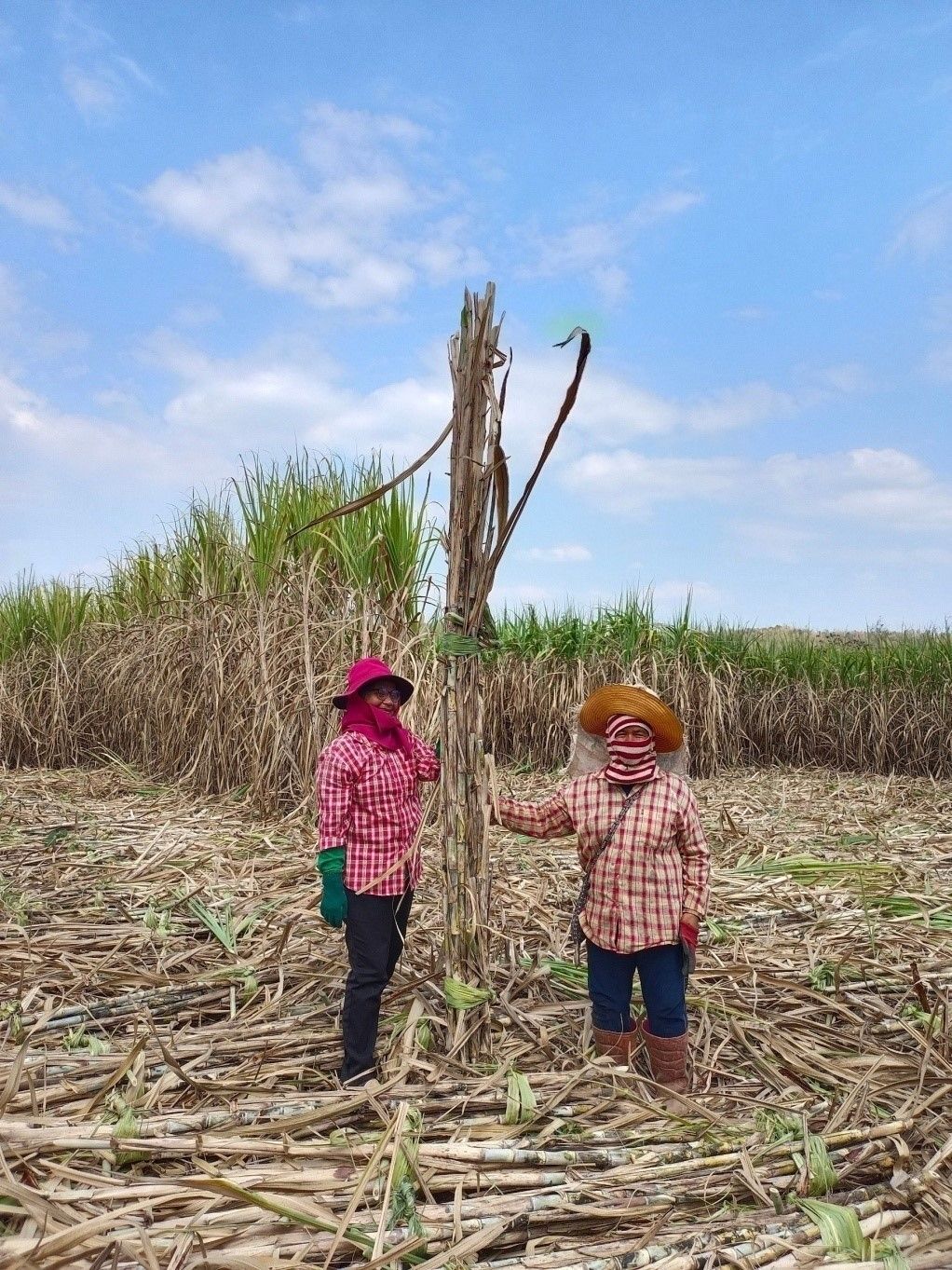 ยกระดับผลผลิตอ้อยในพื้นที่ คทช. ด้วยเทคโนโลยีจากกรมวิชาการเกษตร 9 923060