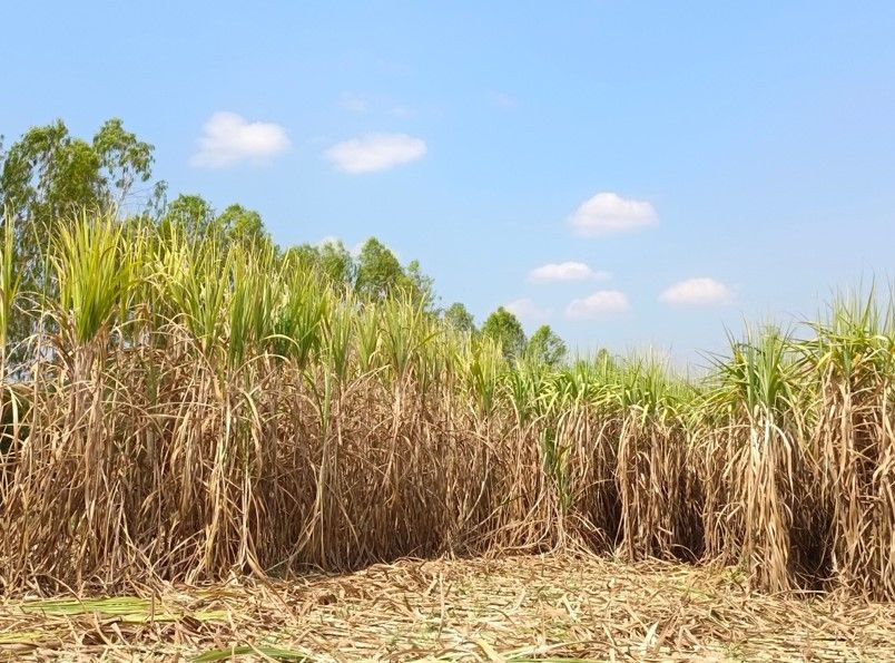 ยกระดับผลผลิตอ้อยในพื้นที่ คทช. ด้วยเทคโนโลยีจากกรมวิชาการเกษตร 10 923061