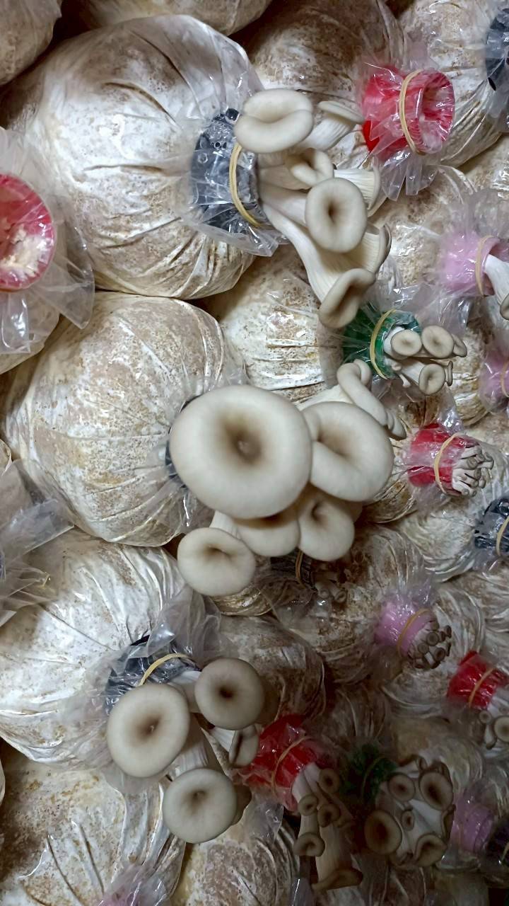 กรมวิชาการเกษตรเดินหน้าอบรมเกษตรกรผลิตเห็ดเศรษฐกิจภายใต้งบเยียวยาน้ำท่วม สอดรับนโยบาย รมว.เกษตร 958042