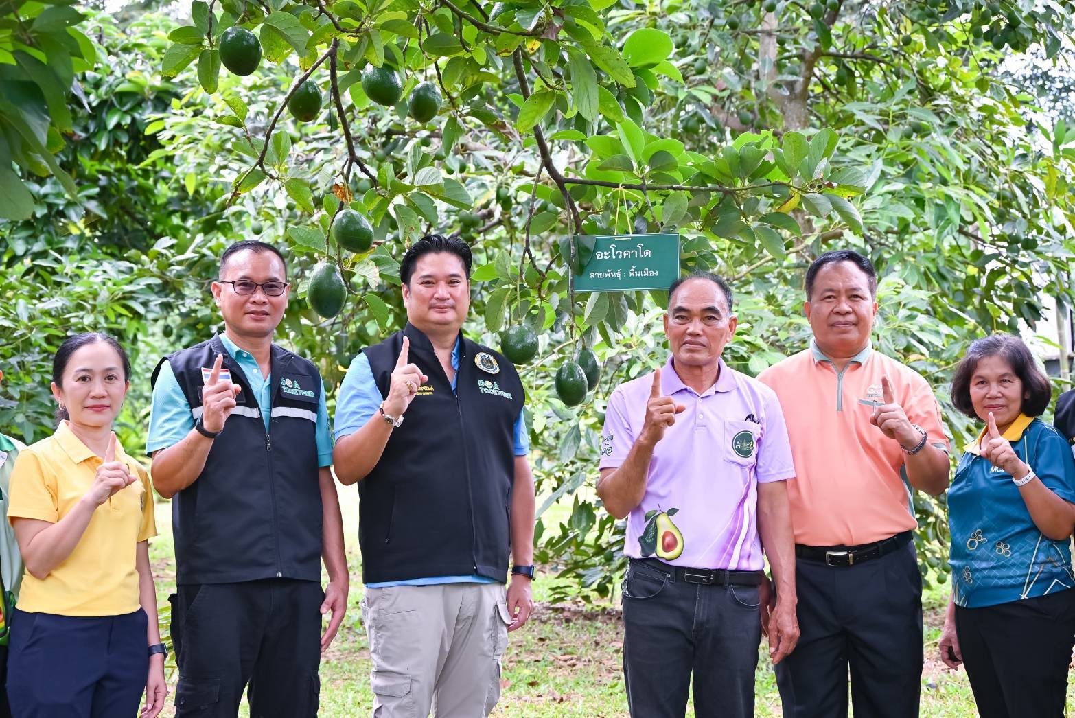 กรมวิชาการเกษตร ยกระดับคุณภาพ“อะโวคาโด มรกตแห่งขุนเขา” ขยายผลการถ่ายทอดเทคโนโลยีการผลิต พร้อมคุมเข้ม การลักลอบนำเข้าอะโวคาโด ตามนโยบายสงครามกับสินค้าเกษตรผิดกฎหมาย 5 960704