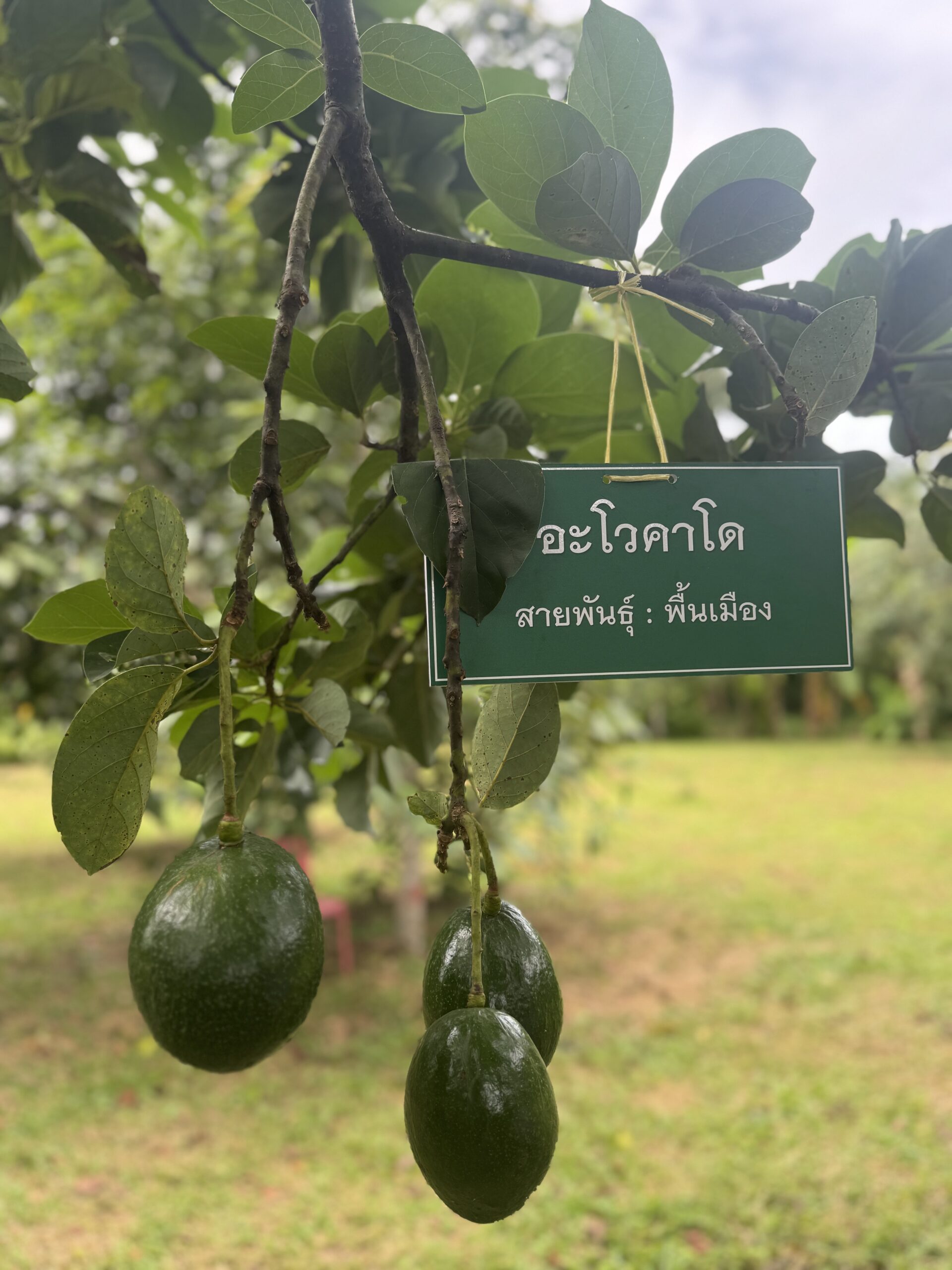 กรมวิชาการเกษตร ยกระดับคุณภาพ“อะโวคาโด มรกตแห่งขุนเขา” ขยายผลการถ่ายทอดเทคโนโลยีการผลิต พร้อมคุมเข้ม การลักลอบนำเข้าอะโวคาโด ตามนโยบายสงครามกับสินค้าเกษตรผิดกฎหมาย 10 960765 scaled