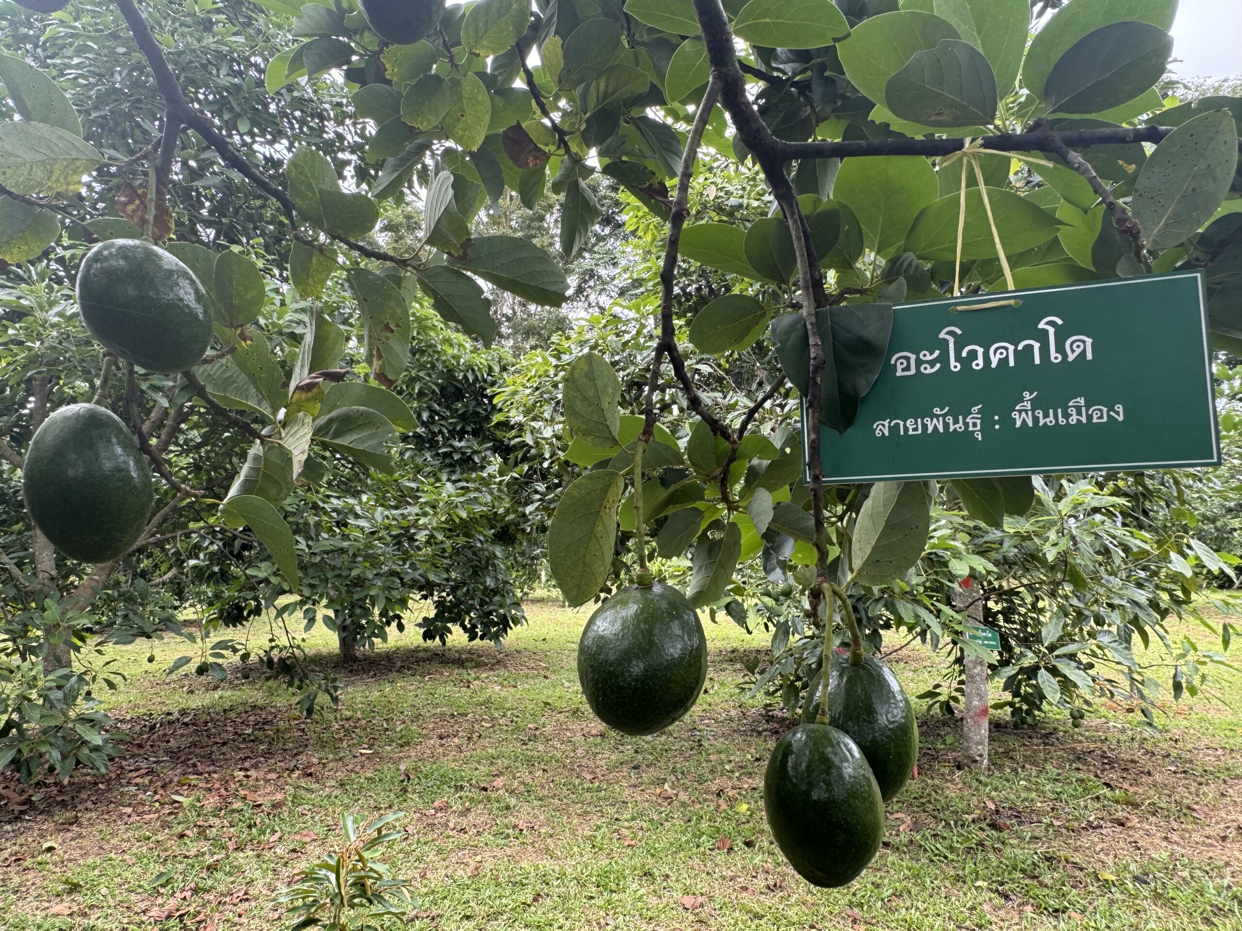 กรมวิชาการเกษตร ยกระดับคุณภาพ“อะโวคาโด มรกตแห่งขุนเขา” ขยายผลการถ่ายทอดเทคโนโลยีการผลิต พร้อมคุมเข้ม การลักลอบนำเข้าอะโวคาโด ตามนโยบายสงครามกับสินค้าเกษตรผิดกฎหมาย 11 960766 scaled