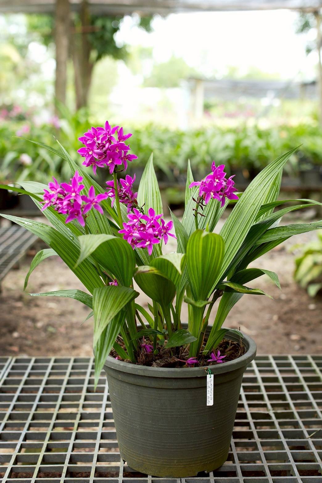 รู้จัก..กล้วยไม้ดินใบหมาก พันธุ์ กวก. เชียงราย 1 2 970539