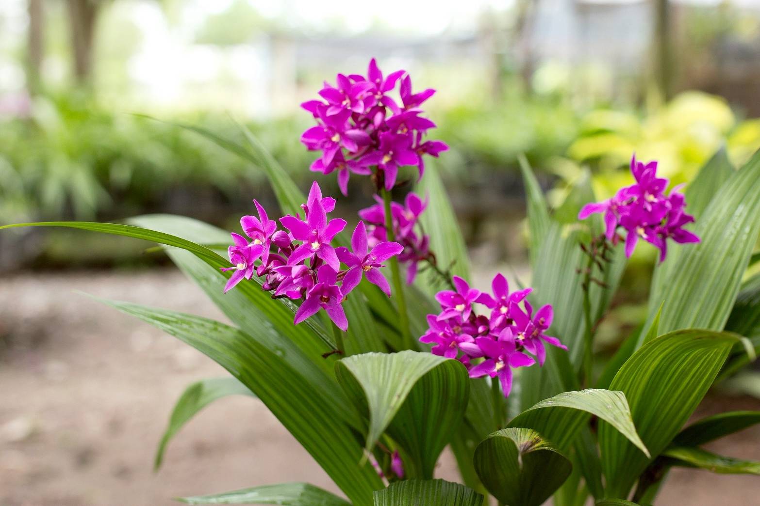 รู้จัก..กล้วยไม้ดินใบหมาก พันธุ์ กวก. เชียงราย 1 3 970541