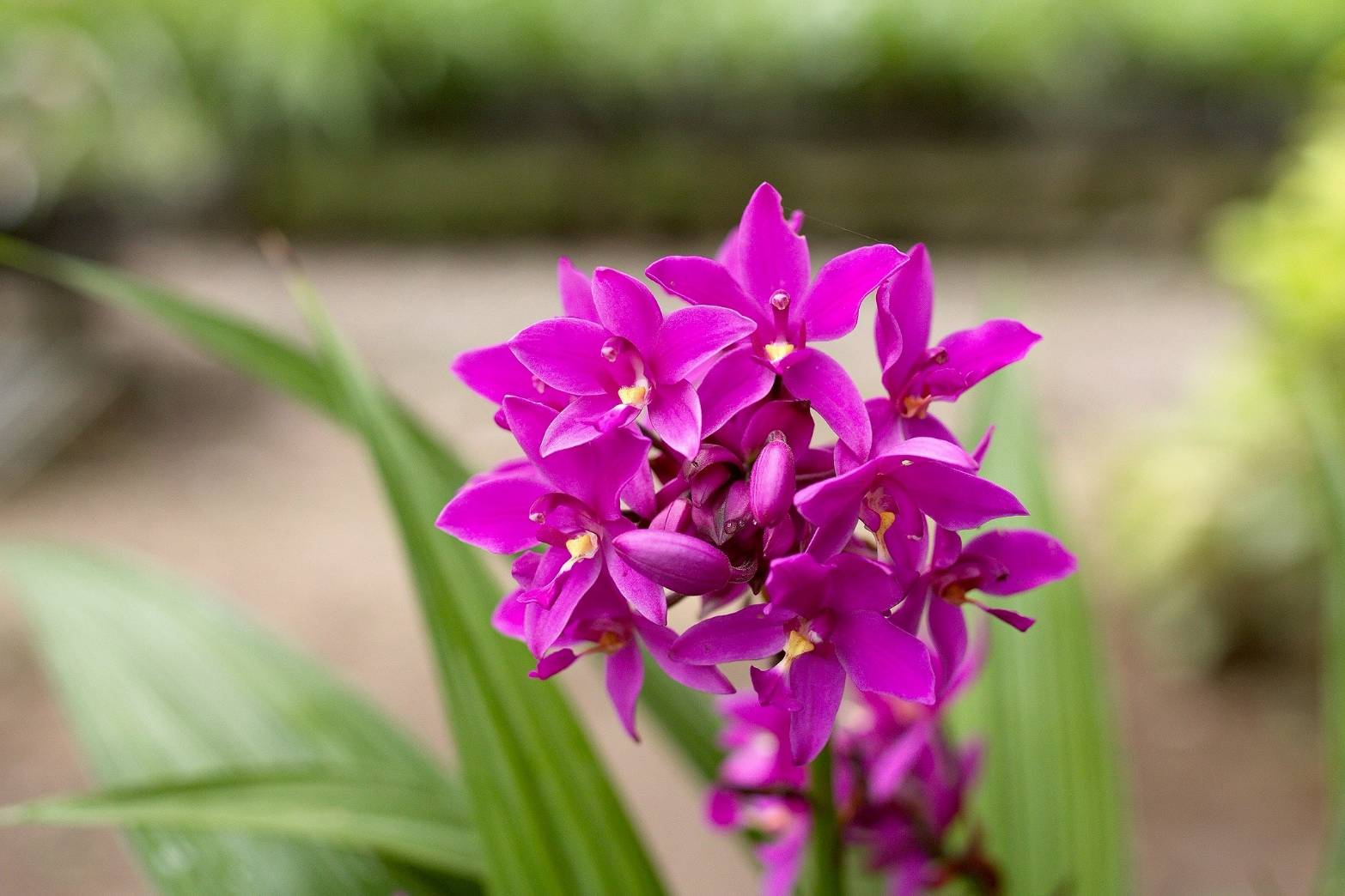 รู้จัก..กล้วยไม้ดินใบหมาก พันธุ์ กวก. เชียงราย 1 4 970542