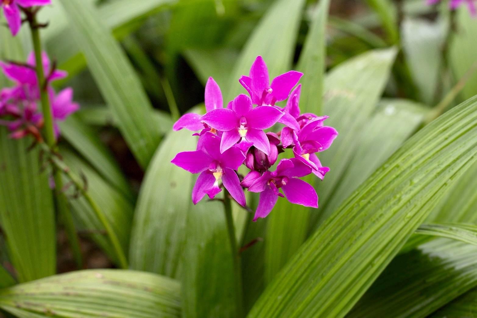 รู้จัก..กล้วยไม้ดินใบหมาก พันธุ์ กวก. เชียงราย 1 5 970543