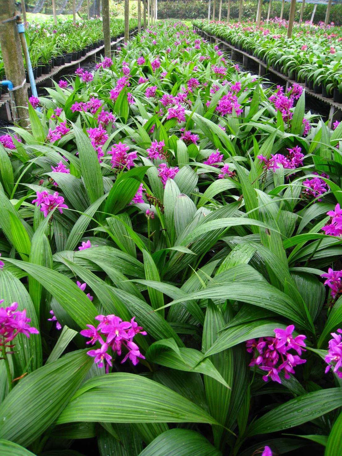 รู้จัก..กล้วยไม้ดินใบหมาก พันธุ์ กวก. เชียงราย 1 6 970546