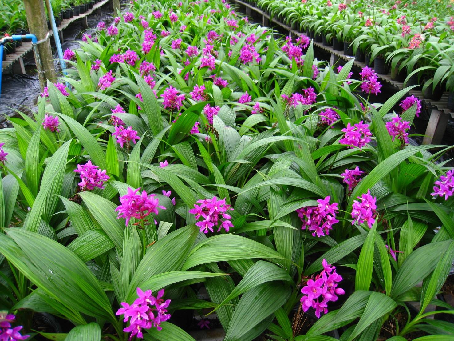 รู้จัก..กล้วยไม้ดินใบหมาก พันธุ์ กวก. เชียงราย 1 7 970547