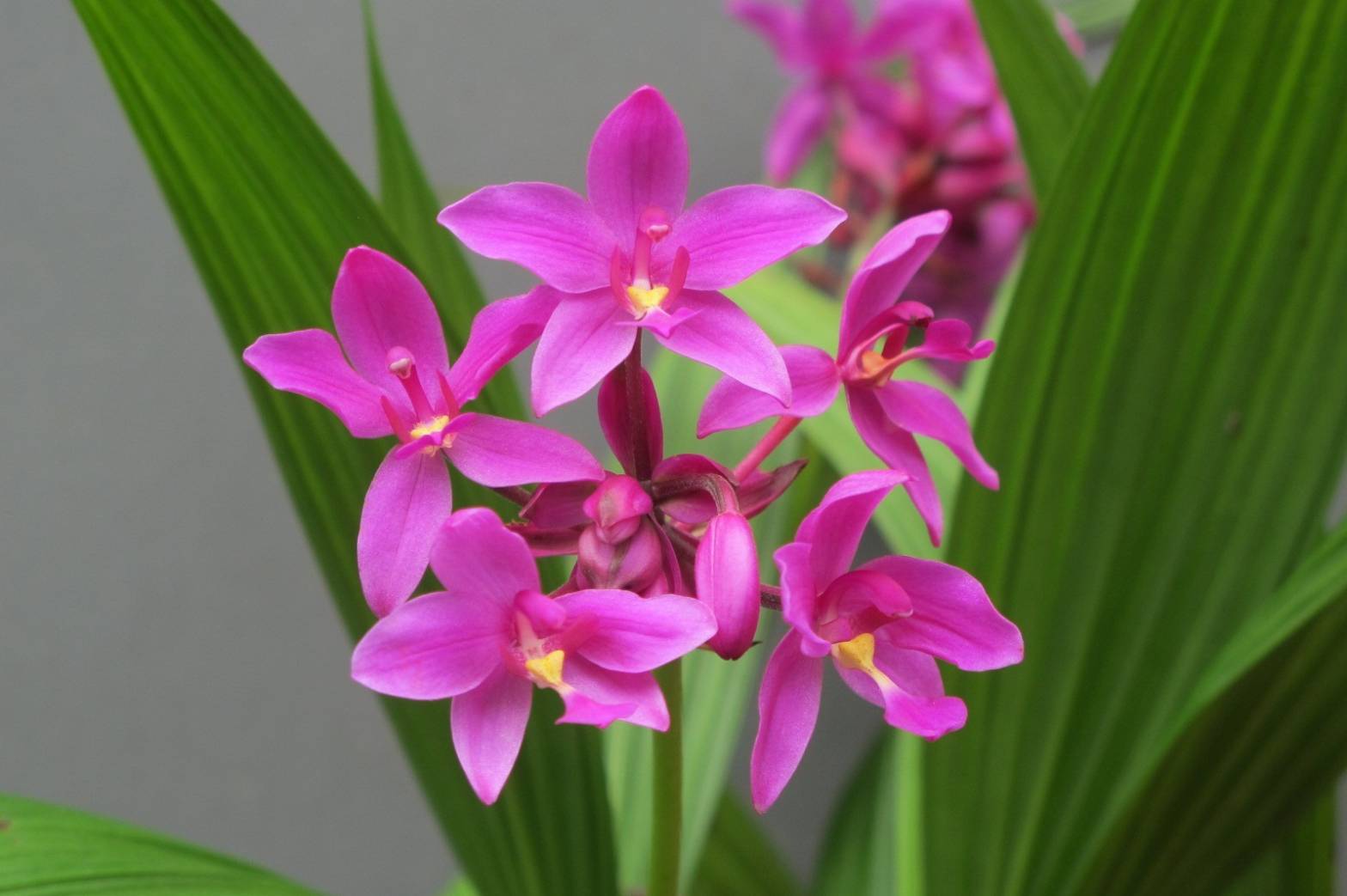 รู้จัก..กล้วยไม้ดินใบหมาก พันธุ์ กวก. เชียงราย 1 8 970548