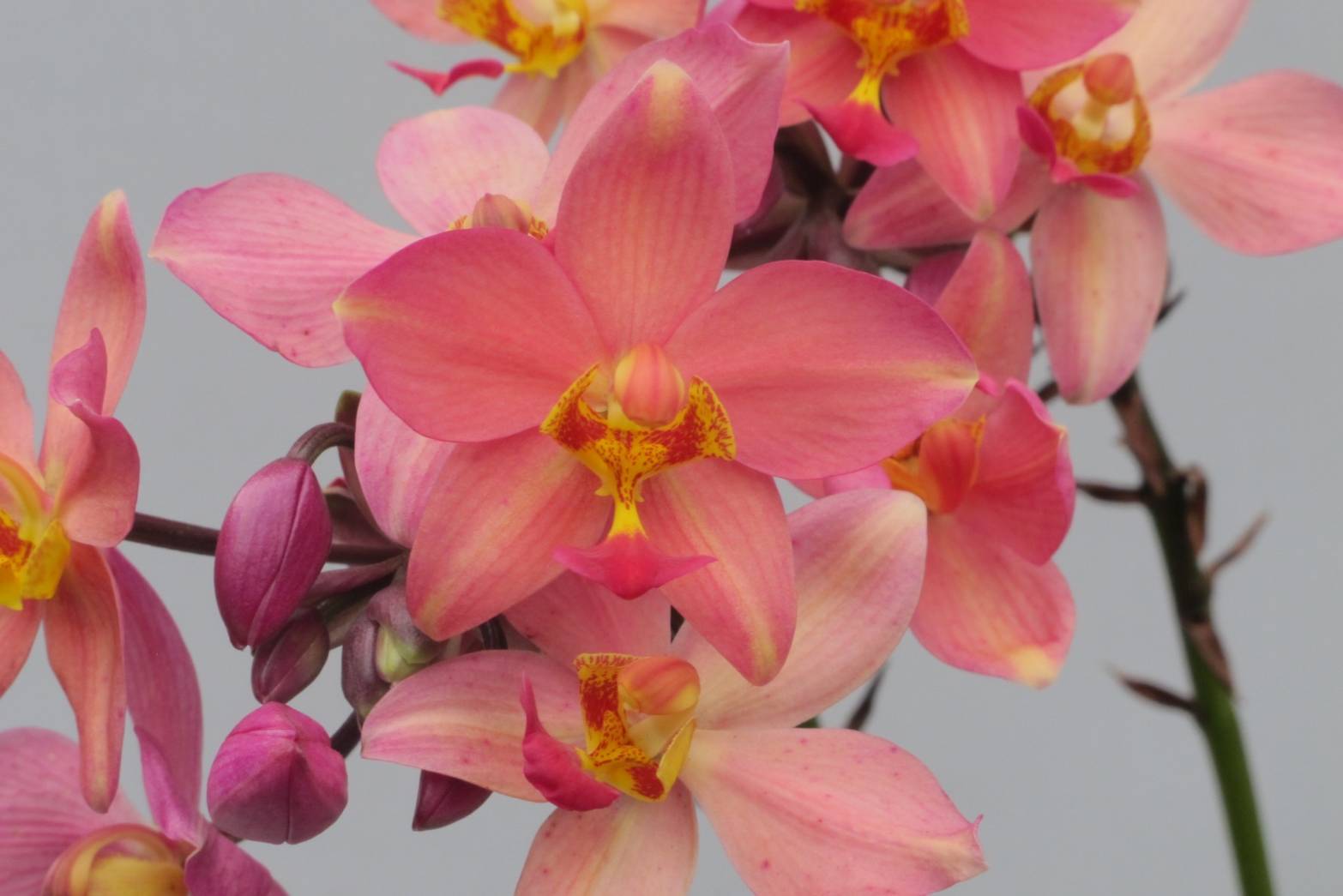 รู้จัก..กล้วยไม้ดินใบหมาก พันธุ์ กวก. เชียงราย 2 4 970554