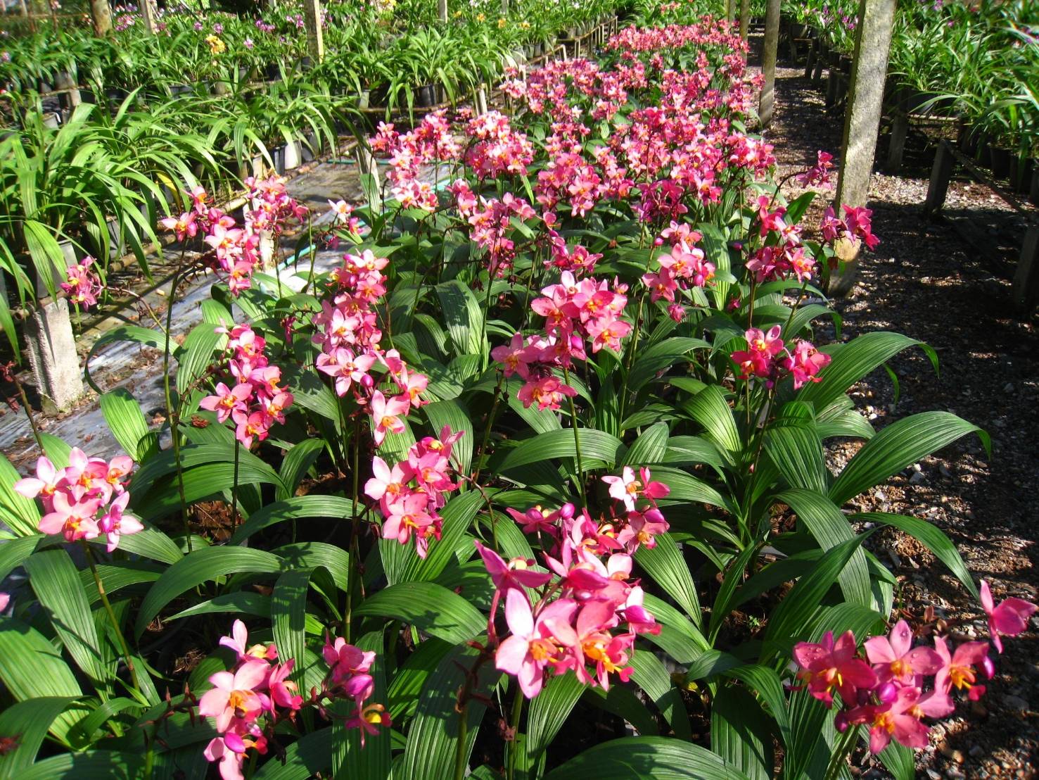 รู้จัก..กล้วยไม้ดินใบหมาก พันธุ์ กวก. เชียงราย 2 5 970555