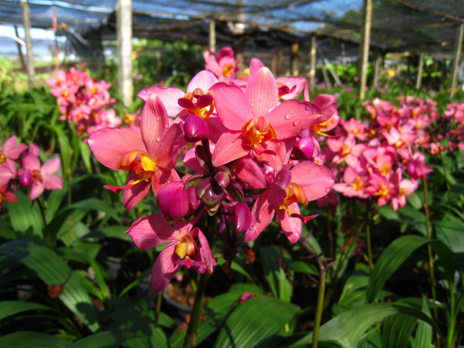 รู้จัก..กล้วยไม้ดินใบหมาก พันธุ์ กวก. เชียงราย 2 6 970556