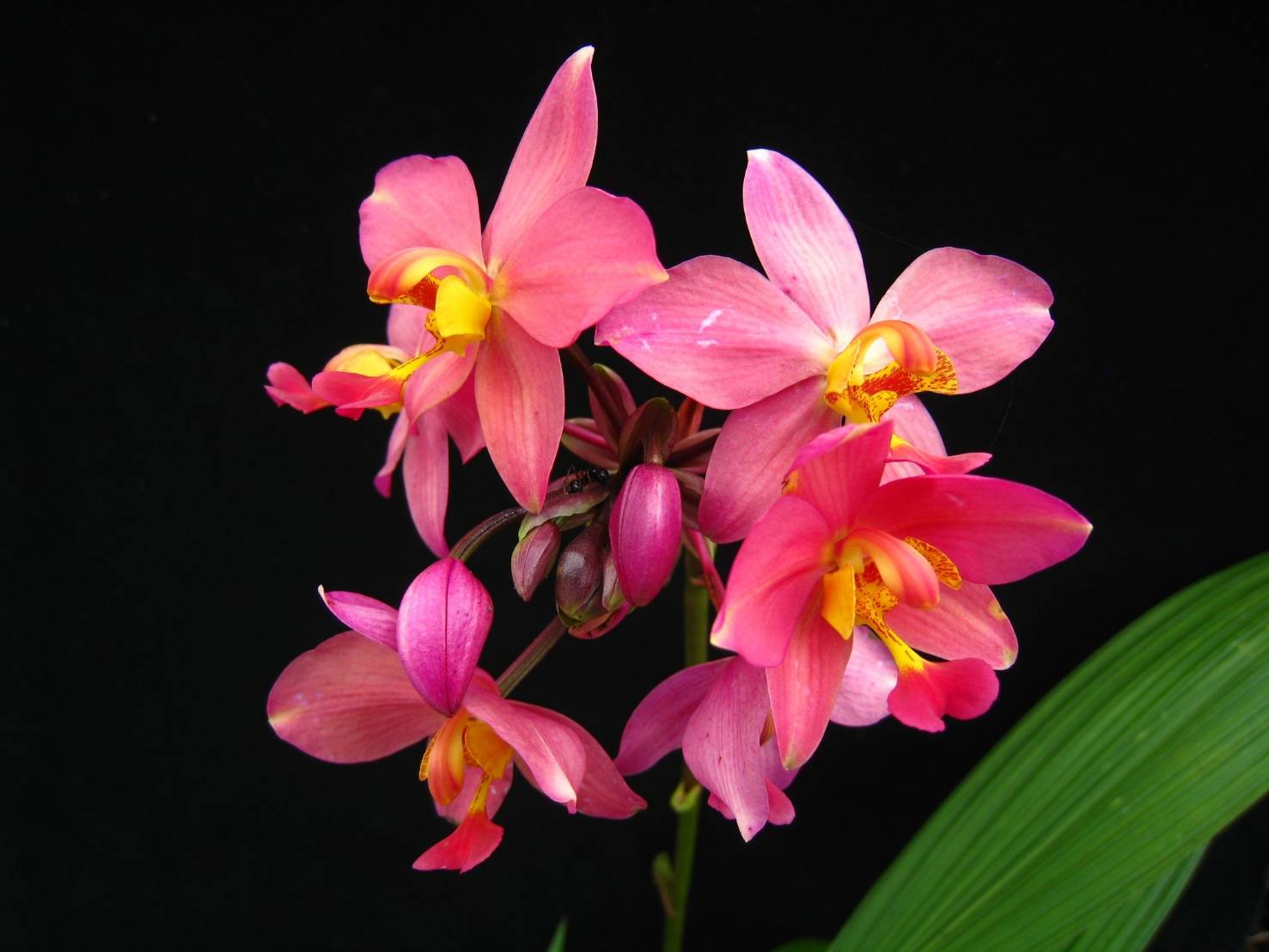 รู้จัก..กล้วยไม้ดินใบหมาก พันธุ์ กวก. เชียงราย 2 7 970557