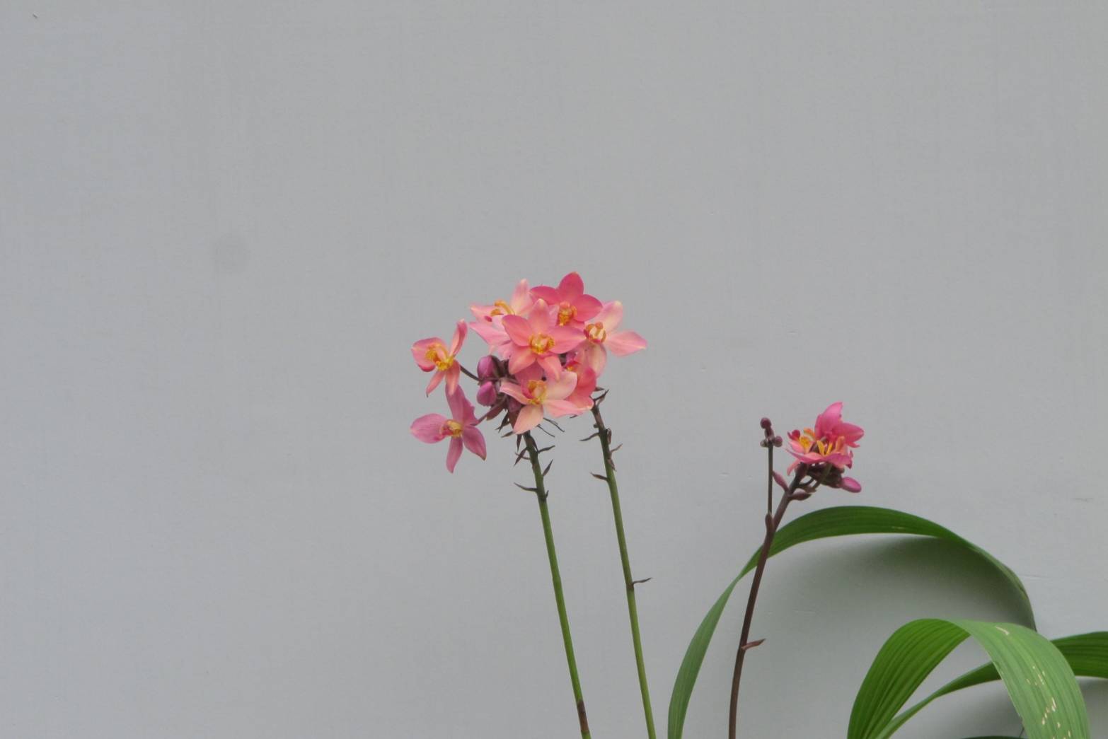 รู้จัก..กล้วยไม้ดินใบหมาก พันธุ์ กวก. เชียงราย 2 8 970558