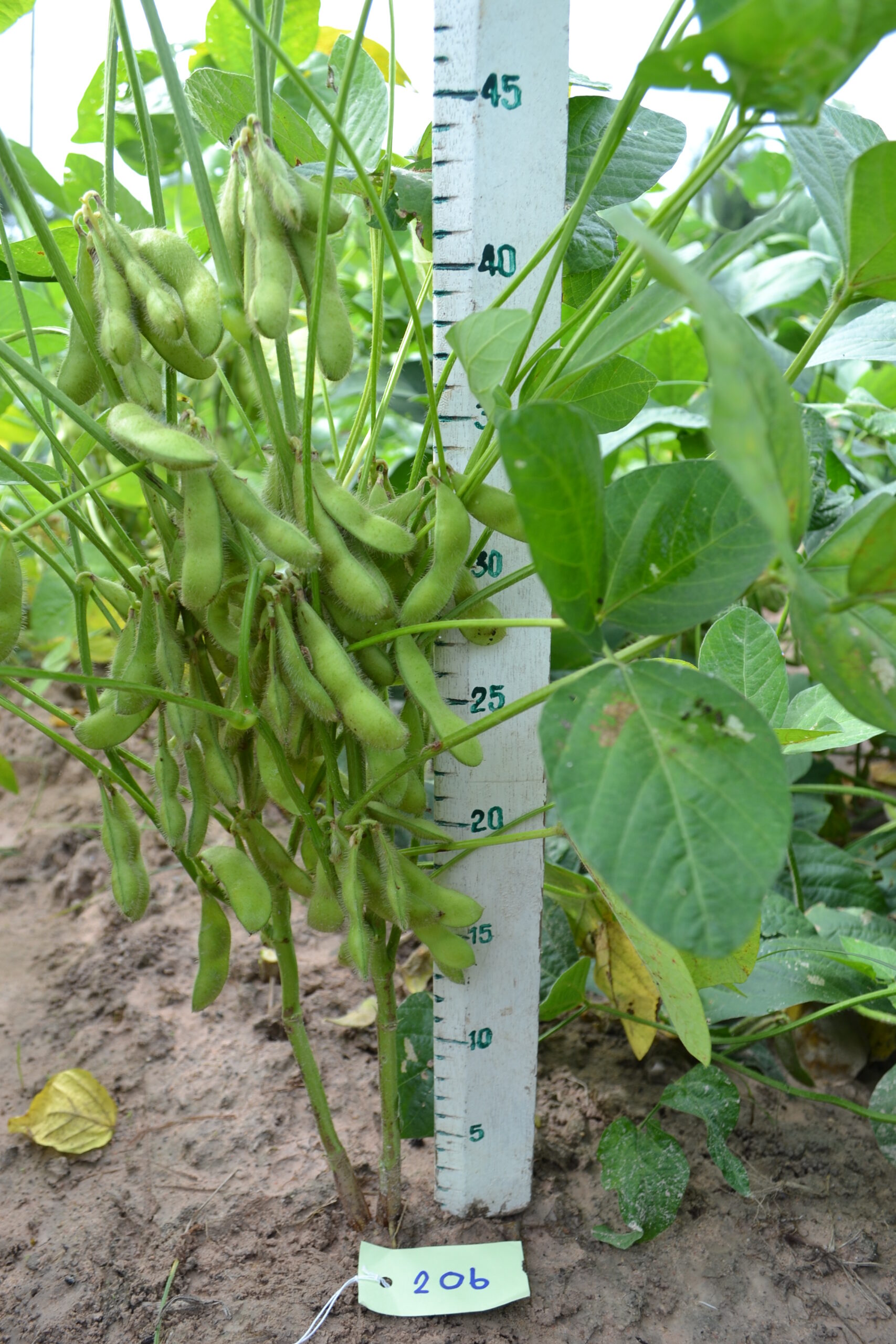 รู้จักพันธุ์ใหม่ 970671 scaled