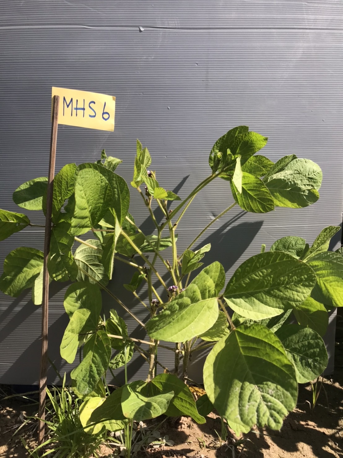 รู้จักพันธุ์ใหม่ 970673