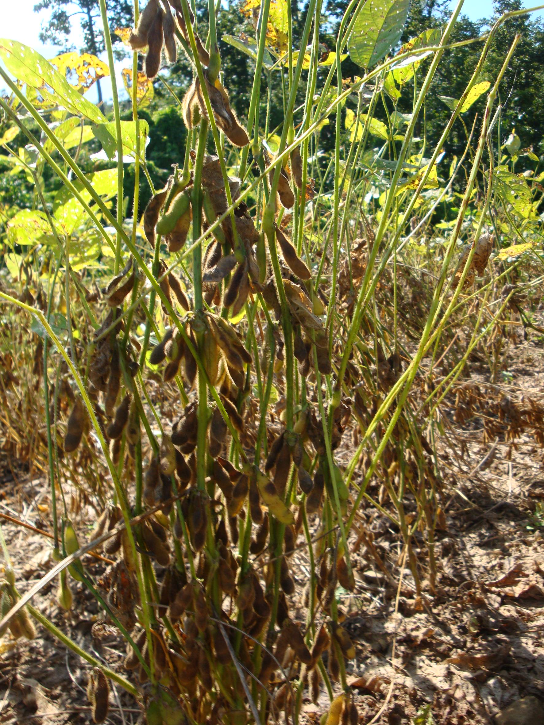 รู้จักพันธุ์ใหม่ 970674