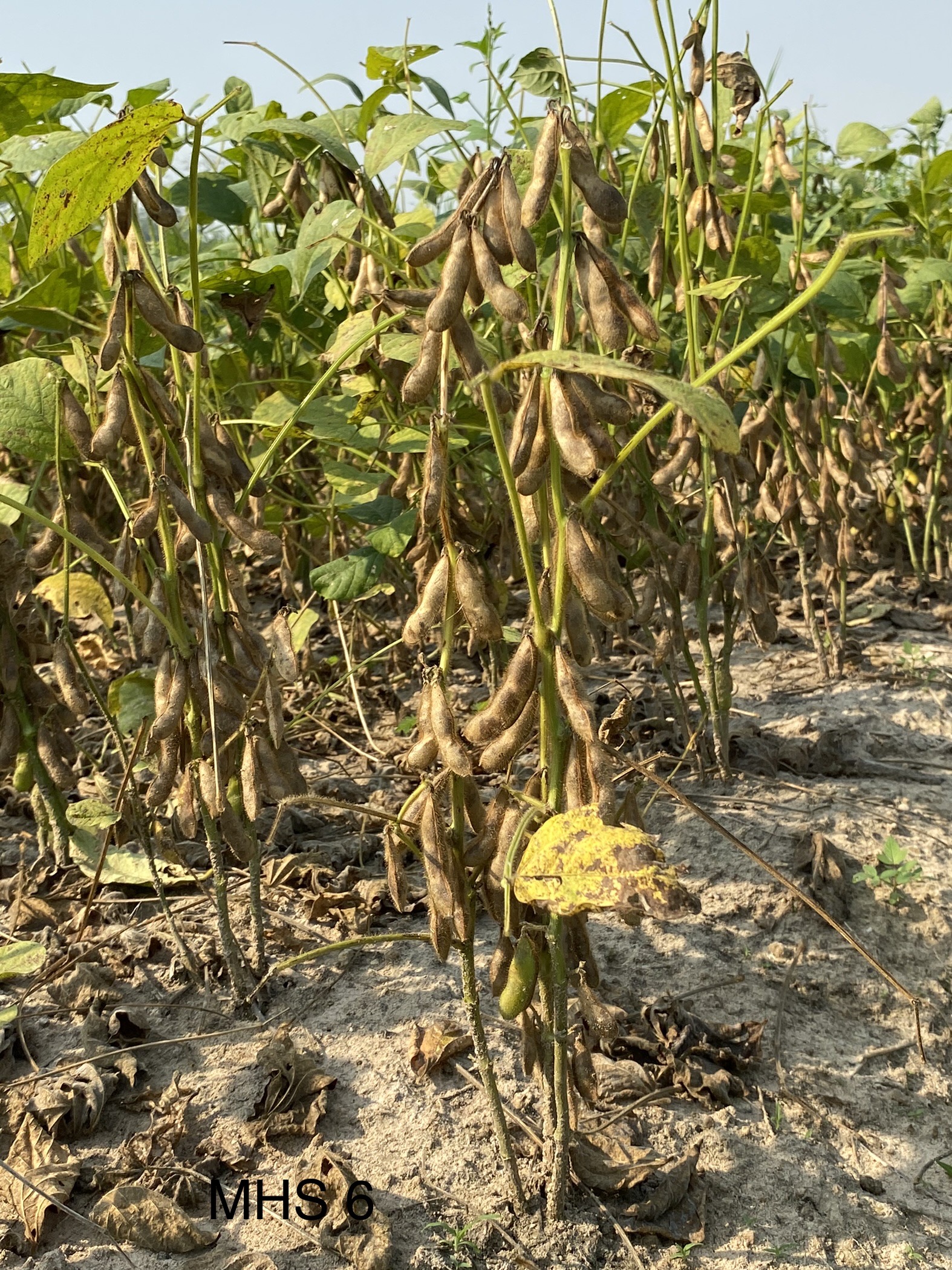 รู้จักพันธุ์ใหม่ 970675