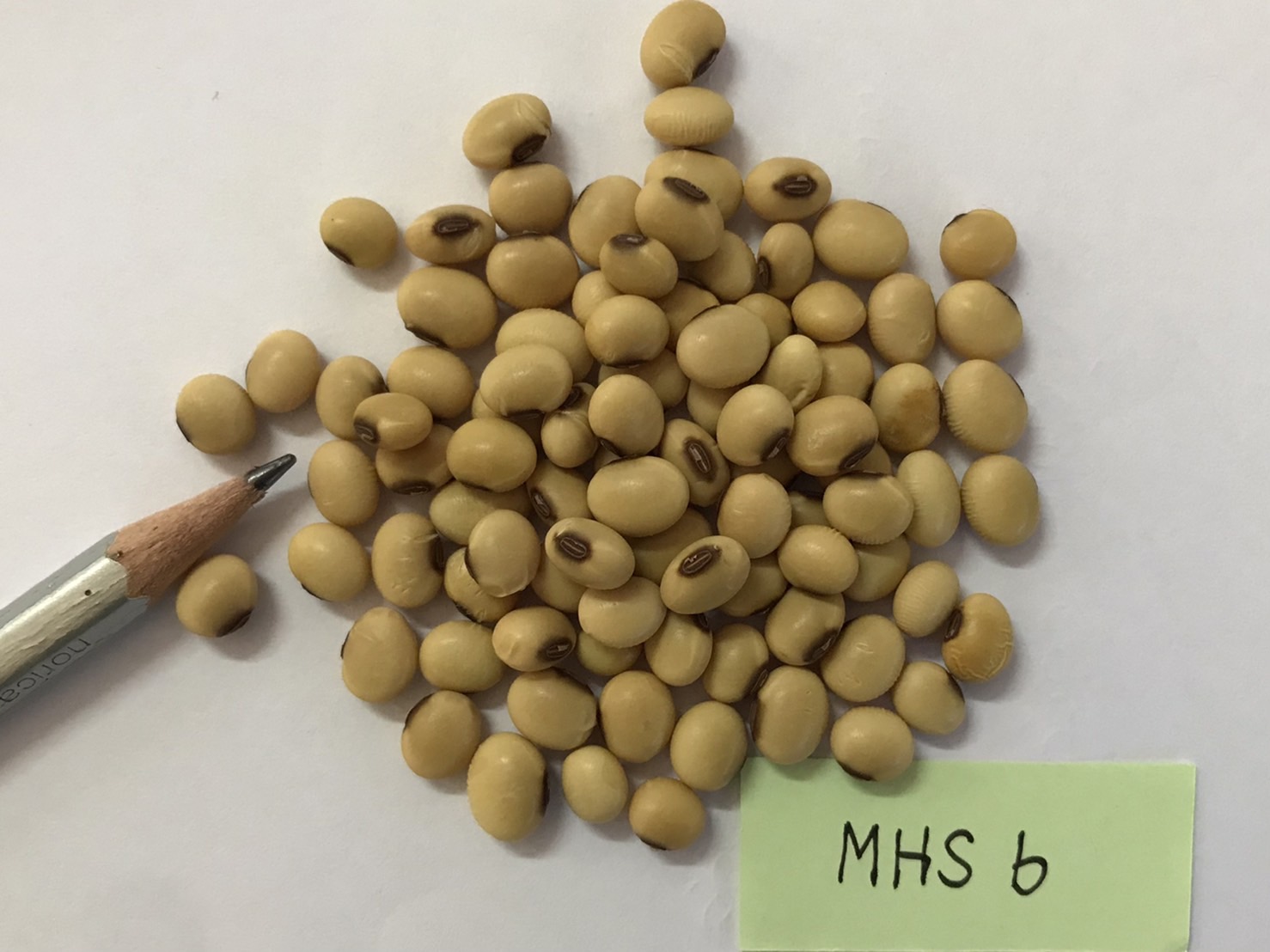 รู้จักพันธุ์ใหม่ 970676