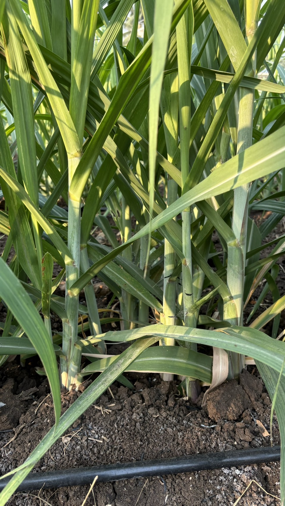 “อ้อยพันธุ์ กวก. นครสวรรค์ 2”อ้อยพันธุ์ใหม่ ผลผลิตสูง 18 ตัน/ไร่ 2 970698