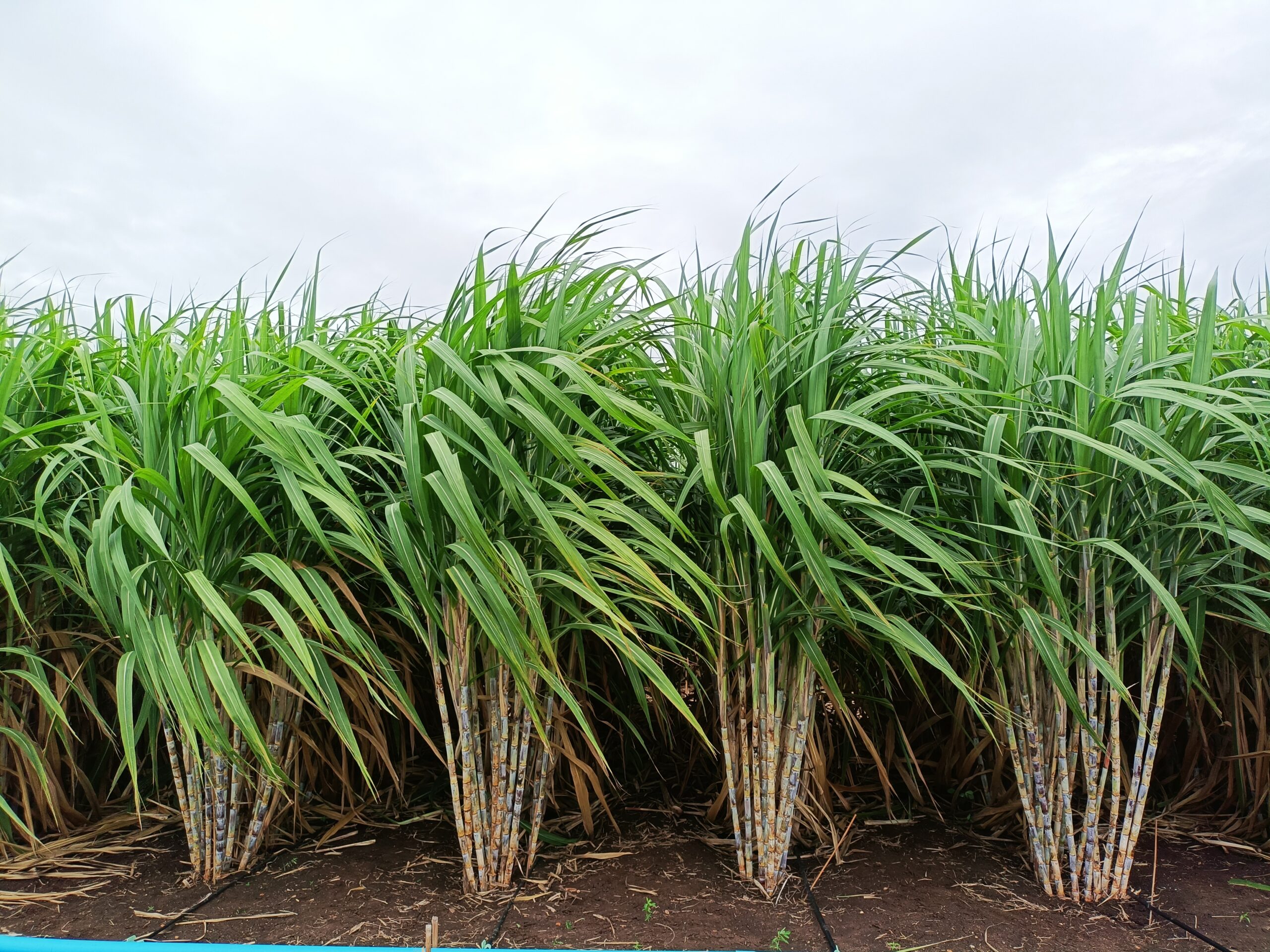 “อ้อยพันธุ์ กวก. นครสวรรค์ 2”อ้อยพันธุ์ใหม่ ผลผลิตสูง 18 ตัน/ไร่ 3 970699 scaled
