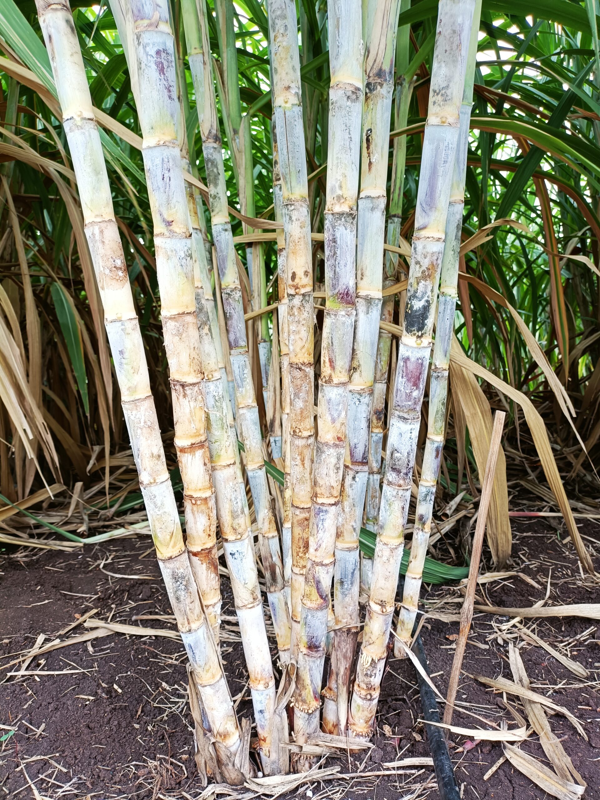 “อ้อยพันธุ์ กวก. นครสวรรค์ 2”อ้อยพันธุ์ใหม่ ผลผลิตสูง 18 ตัน/ไร่ 4 970700 scaled